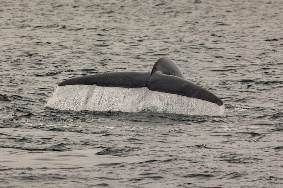 San Diego: Dolphin and Whale-Watching Sunset Cruise - The best fit for families, couples, and nature lovers