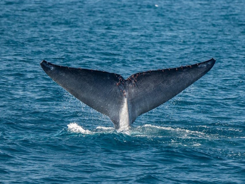 San Diego: Dolphin and Whale-Watching Sunset Cruise - Practical arrival advice at the waterfront