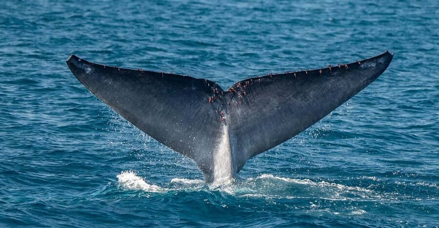 San Diego: Dolphin and Whale-Watching Sunset Cruise - The search for whales, dolphins, and sea lions