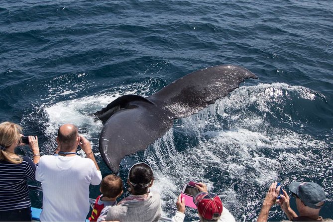 San Diego Explorer Pass: Save up to 50% - Includes San Diego Zoo - Trolley touring and classic San Diego sights