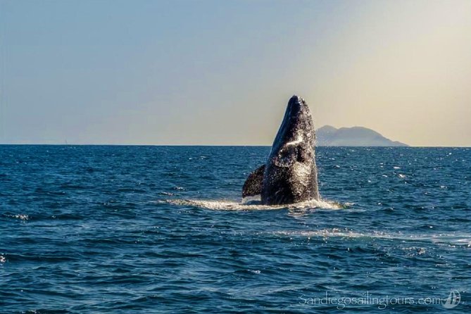 San Diego: Half-Day Marine Wildlife Tour with Lunch - Key points to know before booking