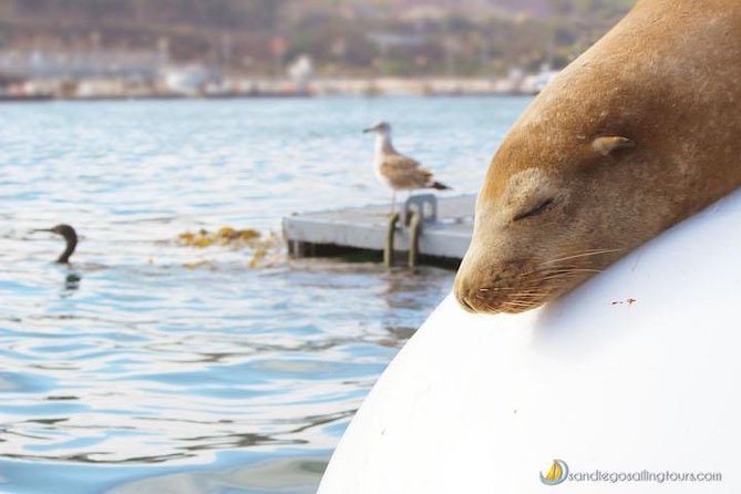 San Diego: Half-Day Marine Wildlife Tour with Lunch - Why this small sailing trip feels different