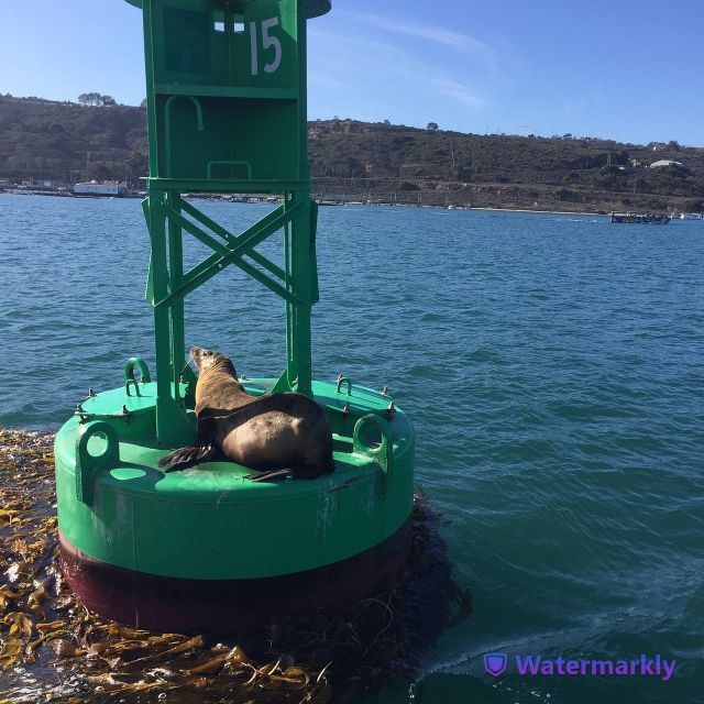 San Diego: Half-Day Marine Wildlife Tour with Lunch - Wildlife watching without a guarantee