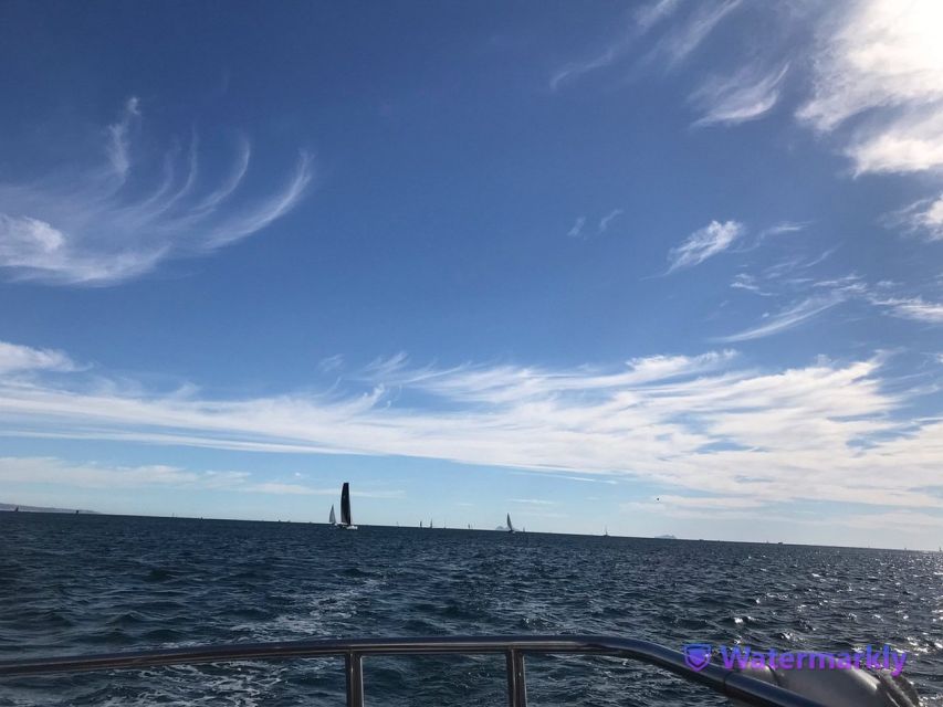 San Diego: Half-Day Marine Wildlife Tour with Lunch - What the four hours feel like