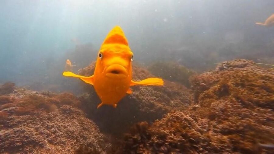 San Diego: La Jolla Cove Guided Snorkeling Tour - Key points to know before you book