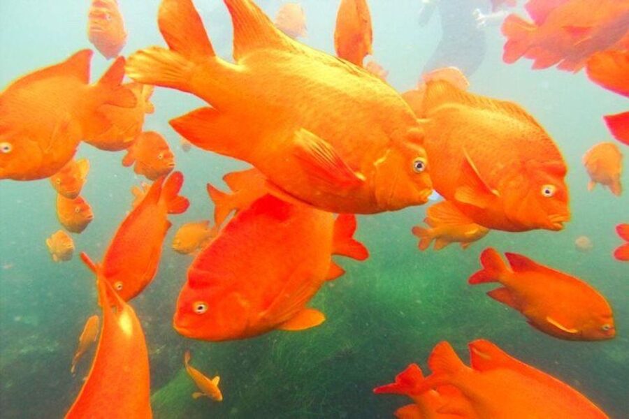 San Diego: La Jolla Cove Guided Snorkeling Tour - From the grass meeting area to the water