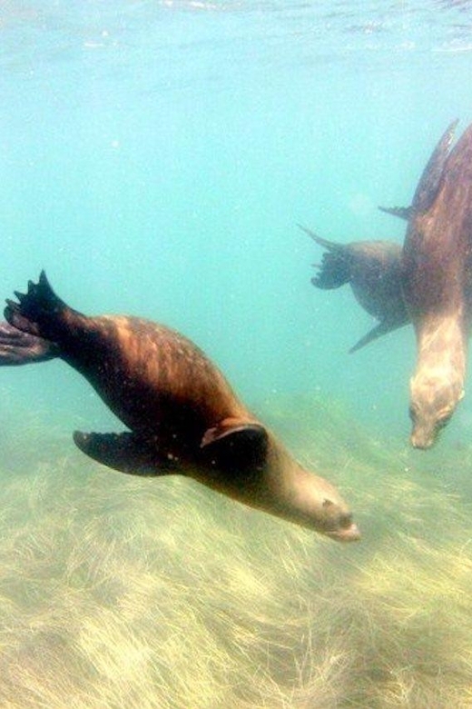 San Diego: La Jolla Cove Guided Snorkeling Tour - Is $90 a fair price?