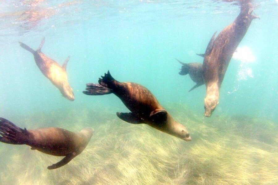 San Diego: La Jolla Cove Guided Snorkeling Tour - A 90-minute route through Emerald Cove and the sea caves