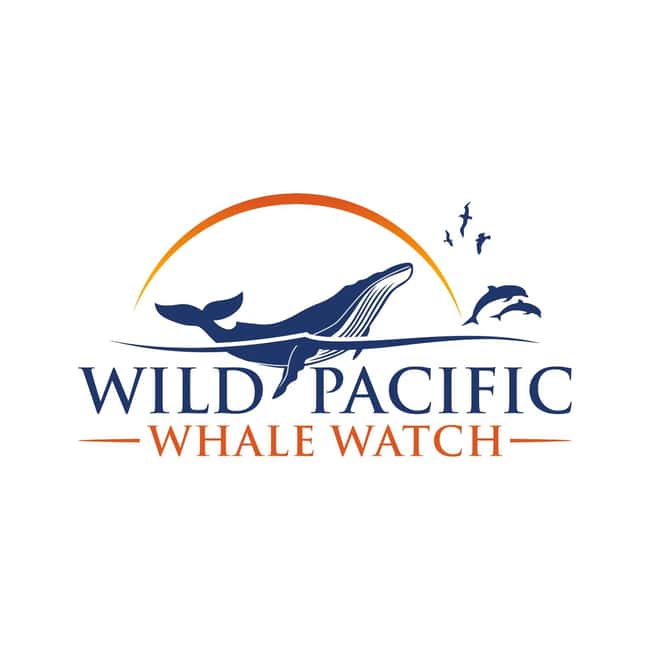 San Diego: Luxury Year-round Whale Watching & Dolphin Tour - The first part of the search: open Pacific views