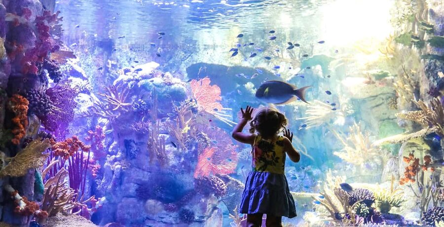 San Diego Pass Plus: 50+ Attractions - Includes LEGOLAND® - Choosing Between One, Three, Five, and Seven Days