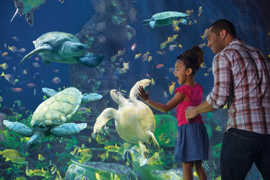San Diego Pass Plus: 50+ Attractions - Includes LEGOLAND® - Using the Go City App Without Losing Your Day