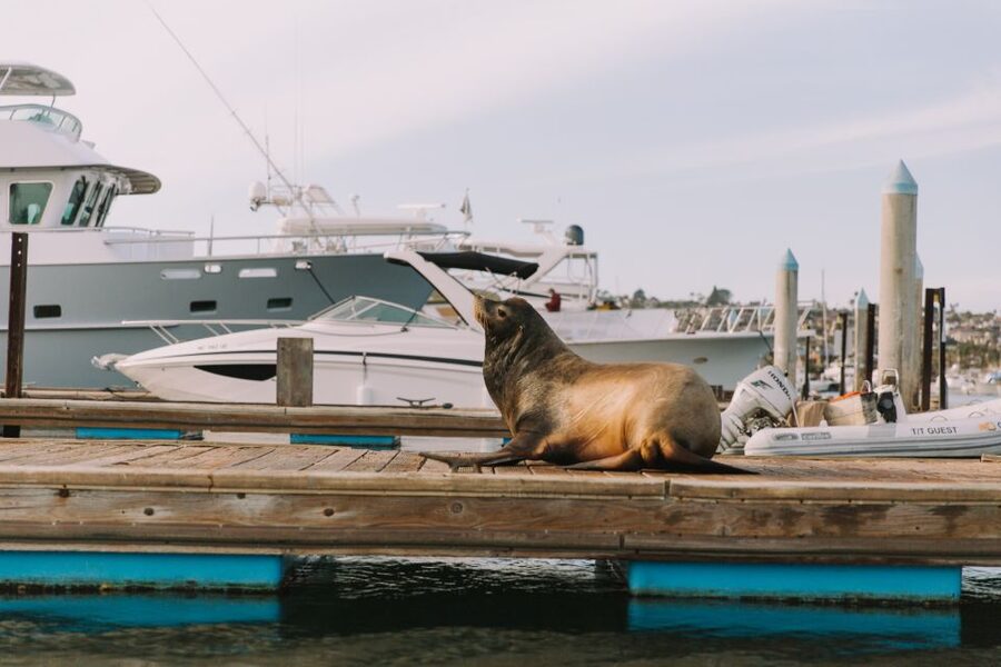 San Diego: San Diego Bay Dog-Friendly Eco Pedal Boat Rentals - Booking details that affect your choice