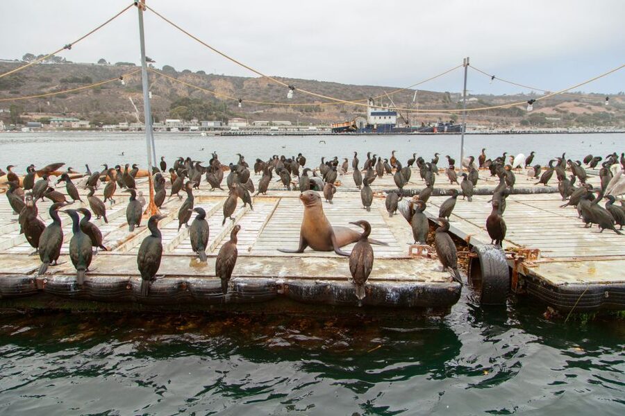 San Diego: SEAL City Tour by Amphibious Bus - The USS Midway and Star of India