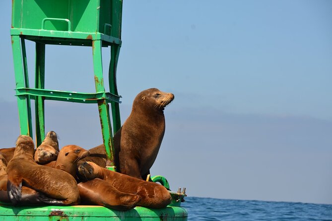 San Diego Sunset or Afternoon Sail on Classic Yacht - Who will enjoy this sail most?