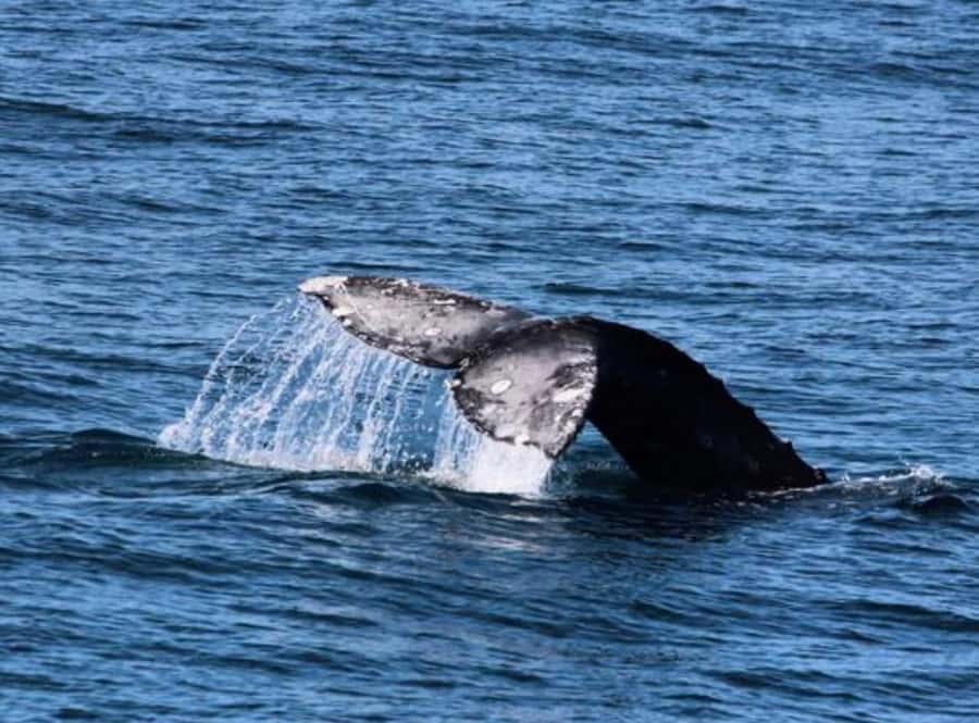 San Diego: Whale and Dolphin Watching Cruise - Searching the open Pacific for whales