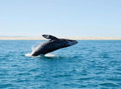 Whale and Dolphin Watching Cruise