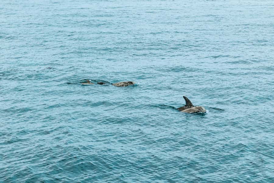 San Diego: Whale and Dolphin Watching Cruise - What four hours feels like on board