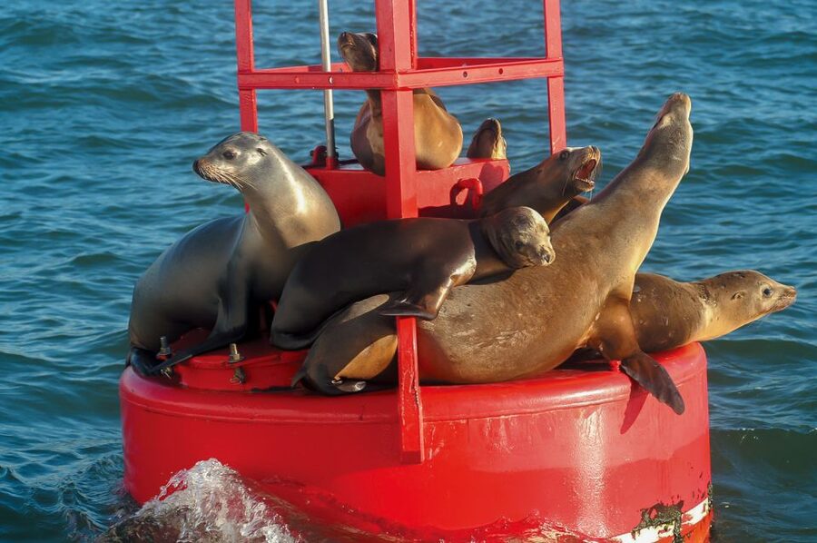 San Diego: Whale and Dolphin Watching Cruise - Best times to book and how to prepare