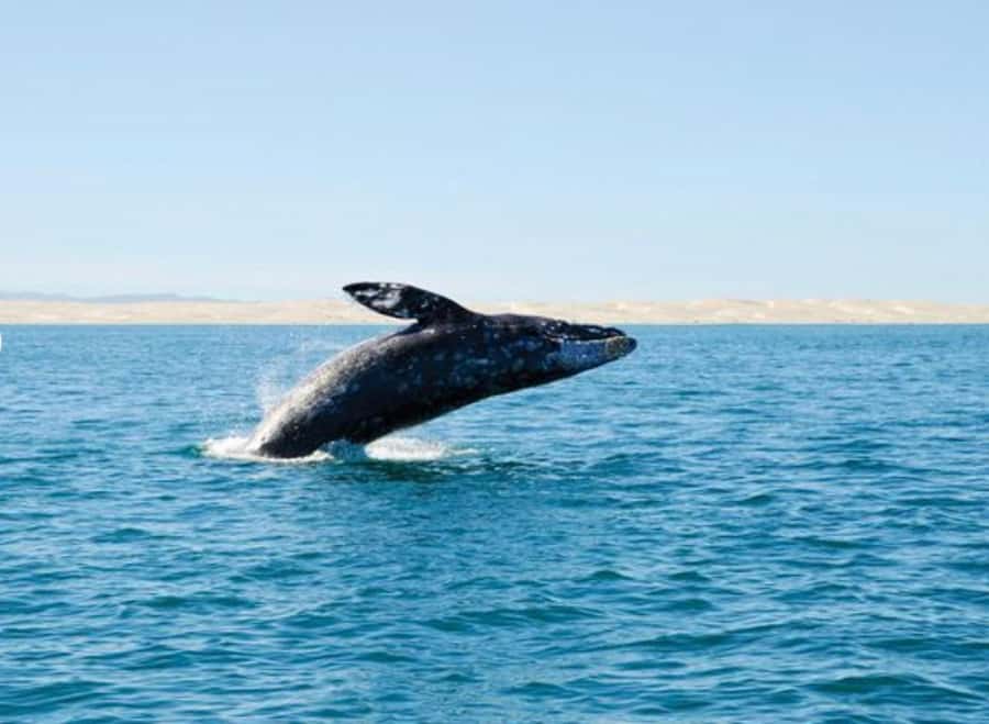 San Diego: Whale and Dolphin Watching Cruise - From Pier 2 into San Diego Harbor