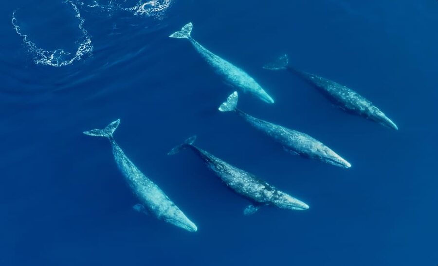 San Diego: Whale and Dolphin Watching Speedboat Tour - Key points before you book