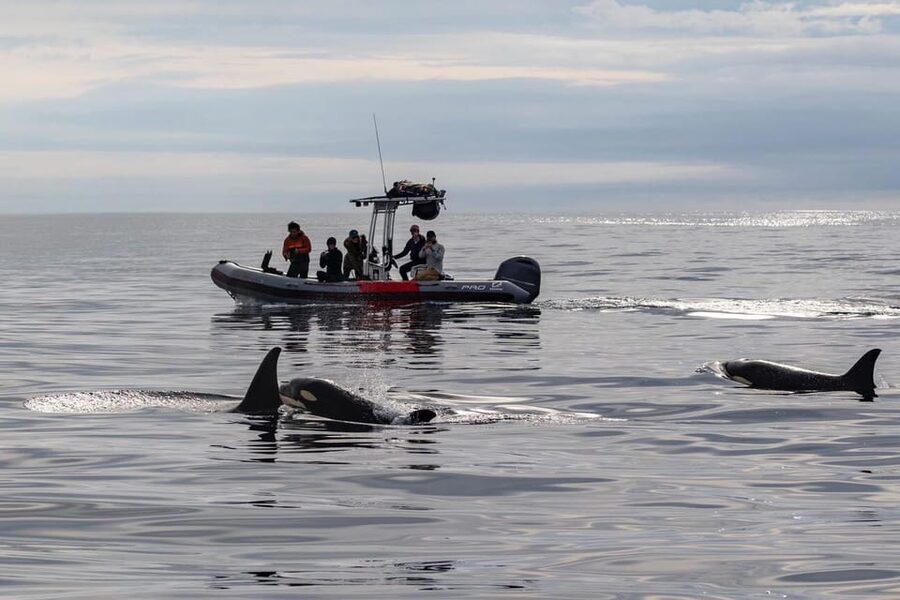 San Diego: Whale and Dolphin Watching Speedboat Tour - Three hours of searching the Pacific