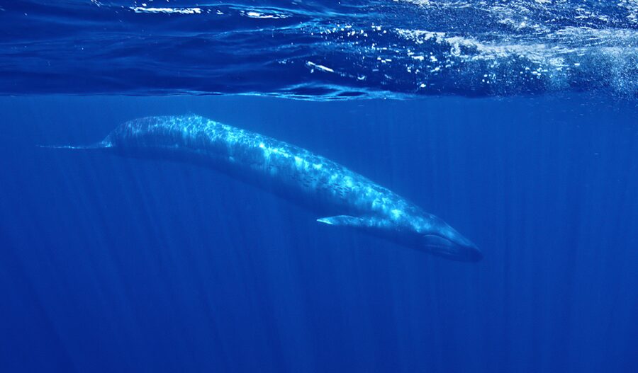 San Diego: Whale and Dolphin Watching Speedboat Tour - What you may see by season