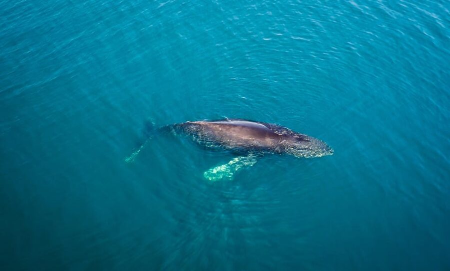 San Diego: Whale and Dolphin Watching Speedboat Tour - The wildlife encounter is never guaranteed