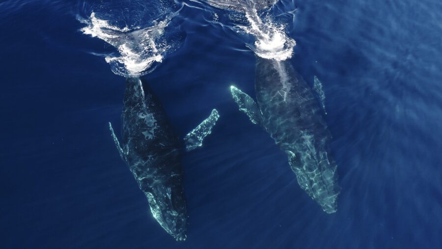 San Diego: Whale and Dolphin Watching Speedboat Tour - Speed, spray, and the real comfort level
