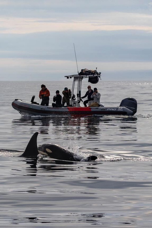 San Diego: Whale and Dolphin Watching Speedboat Tour - Does $188 deliver good value?