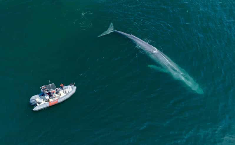 San Diego: Whale and Dolphin Watching Speedboat Tour - The guides make a real difference
