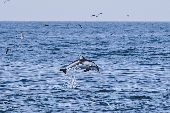 San Diego Whale/Dolphin Watching Cruise Aboard Luxury Vessel - Dolphins can turn an uncertain day into a great one
