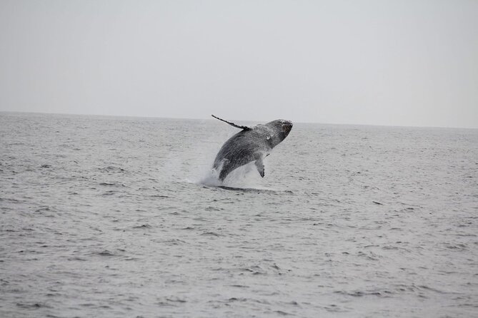 San Diego Whale/Dolphin Watching Cruise Aboard Luxury Vessel - Sea lions, birds, tuna, and the backup cast