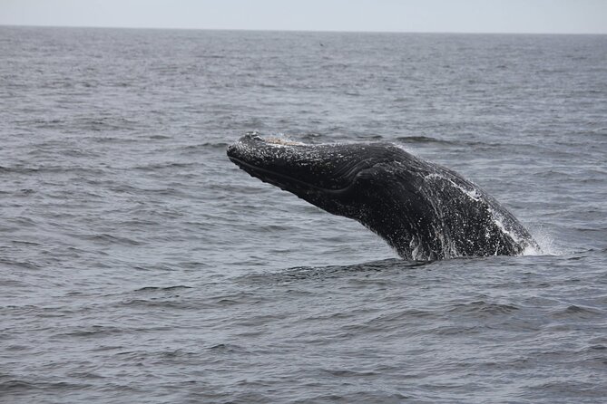 San Diego Whale/Dolphin Watching Cruise Aboard Luxury Vessel - Is $76 a fair price?