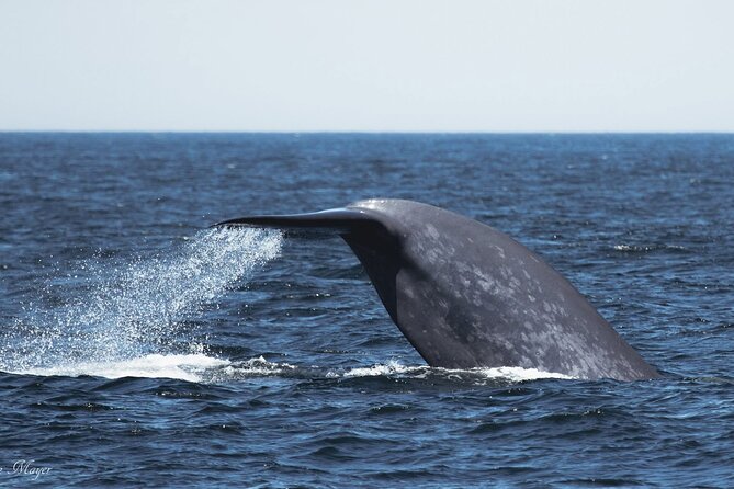 San Diego Whale/Dolphin Watching Cruise Aboard Luxury Vessel - What the wildlife search is really like