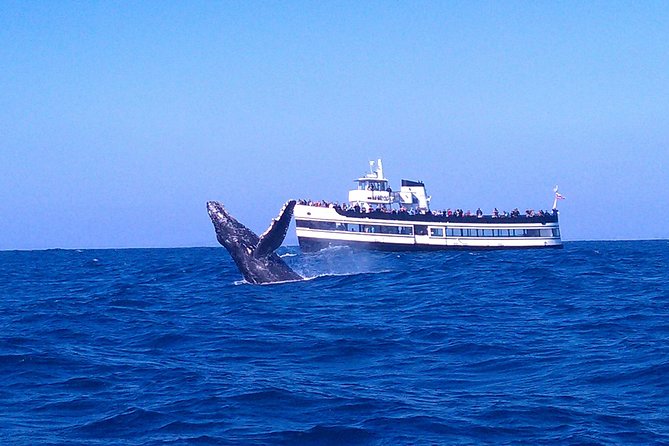 San Diego Whale Watching Cruise - Key points to know before boarding
