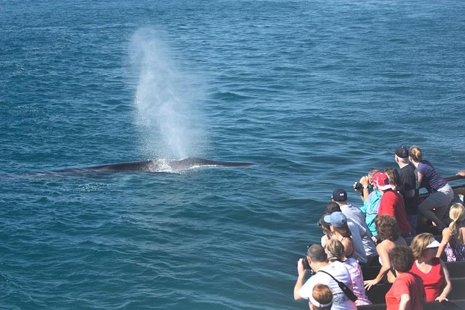 San Diego Whale Watching Cruise - What the 3.5-hour route feels like