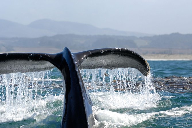 San Diego Whale Watching Cruise - Dolphins often become the real stars