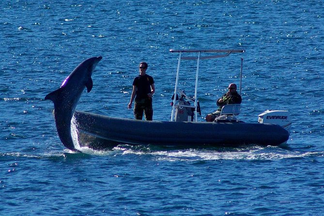 San Diego Whale Watching Cruise - Guides who turn waiting time into a lesson