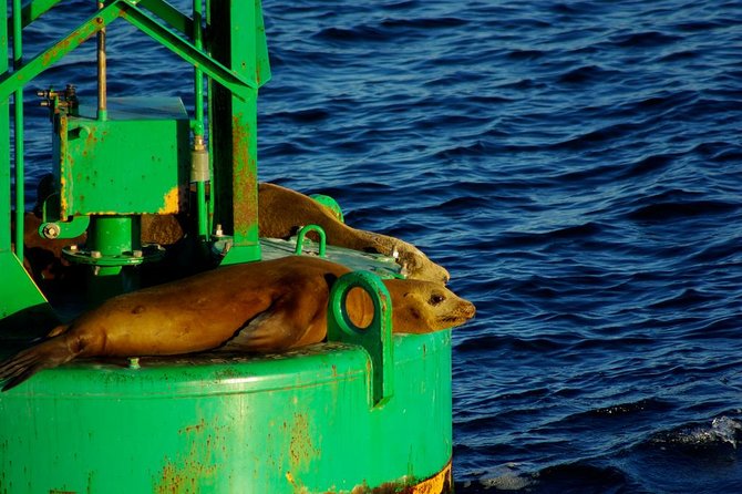 San Diego Whale Watching Cruise - Cold air and rolling water are part of the deal