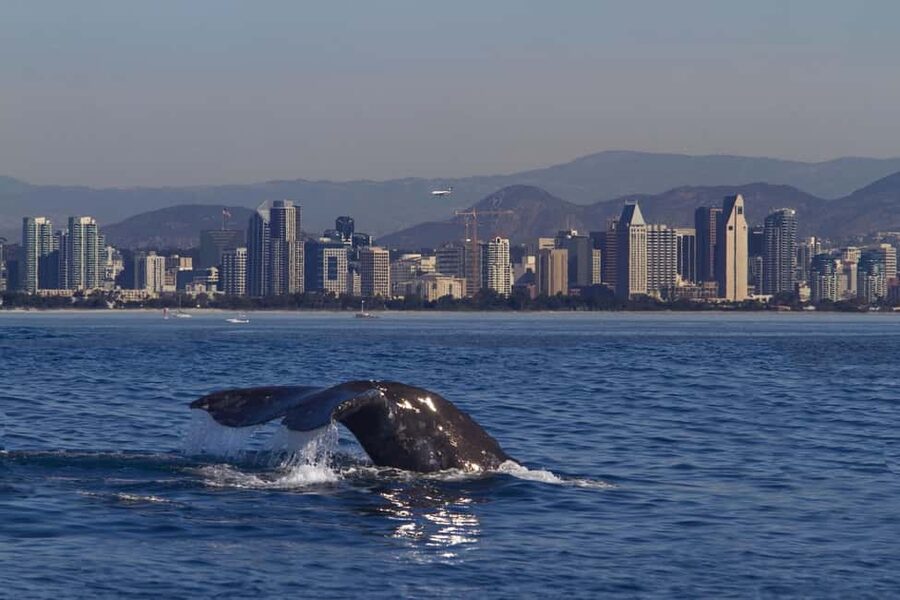 San Diego: Whale Watching Cruise on the Yacht America - A four-hour search for San Diego’s largest visitors