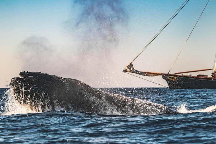 San Diego: Whale Watching Cruise on the Yacht America - Starting at 2050 Shelter Island Drive