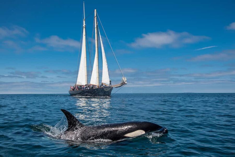 San Diego: Whale Watching Cruise on the Yacht America - Getting comfortable aboard the yacht America
