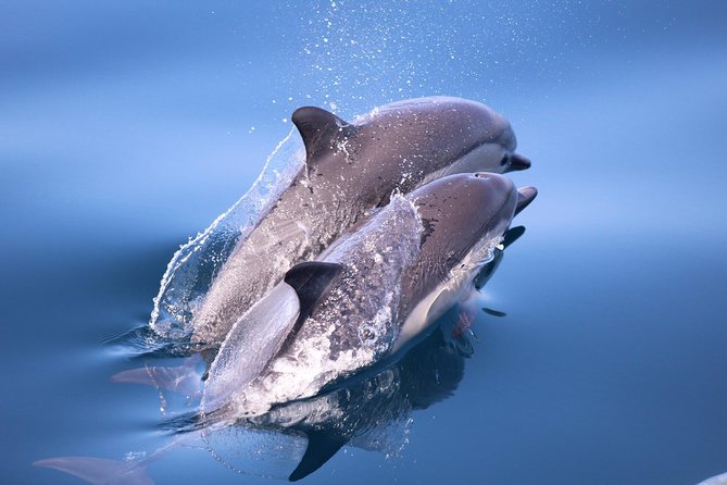 San Diego Whale Watching & Dolphin Cruise - South Mission Bay and Mission Beach views