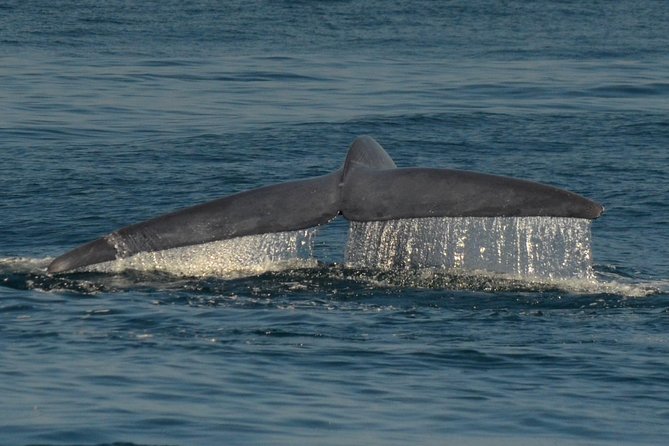 San Diego Whale Watching & Dolphin Cruise - The naturalist commentary and sound system