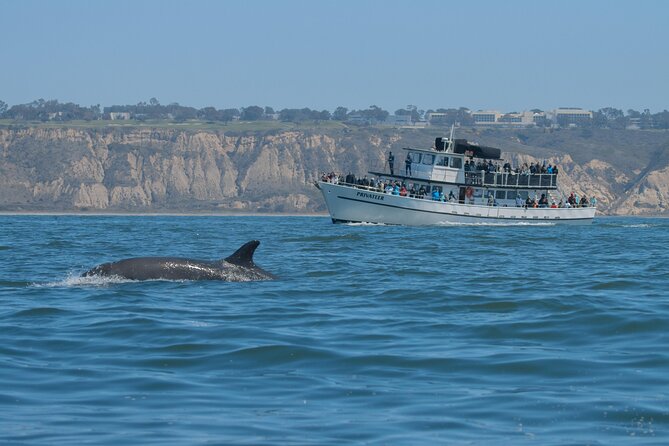 San Diego Whale Watching & Dolphin Cruise - What to wear and bring