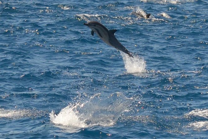 San Diego Whale Watching & Dolphin Cruise - Through the jetties in about 10 minutes