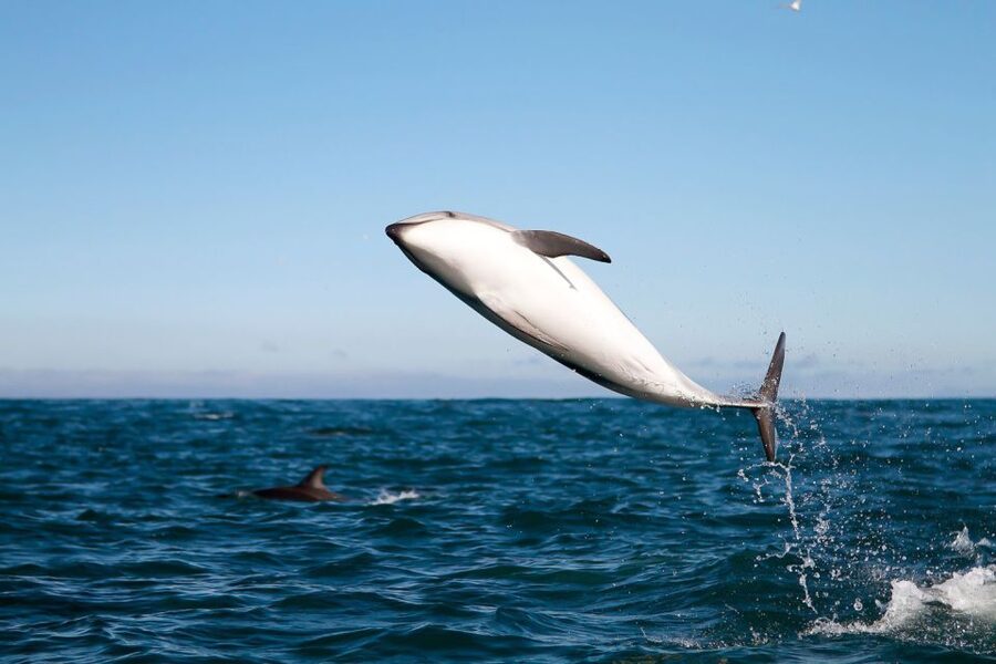 San Diego: Whale Watching Tour - Flagship Cruises & Events - Key points to know before you sail