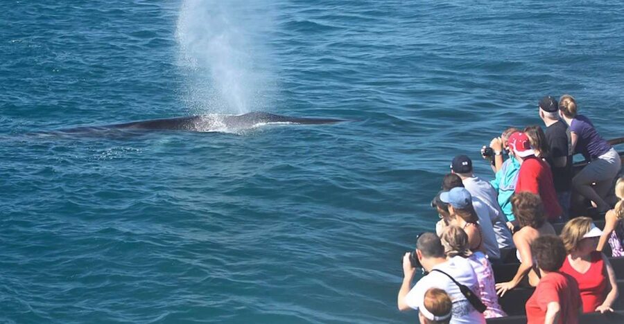 San Diego: Whale Watching Tour - Flagship Cruises & Events - From the ticket booth to San Diego Bay