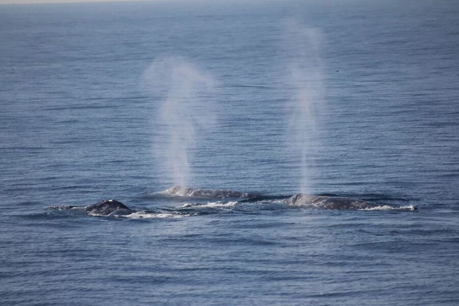 San Diego: Whale Watching Tour - Flagship Cruises & Events - What you may see beside the yacht