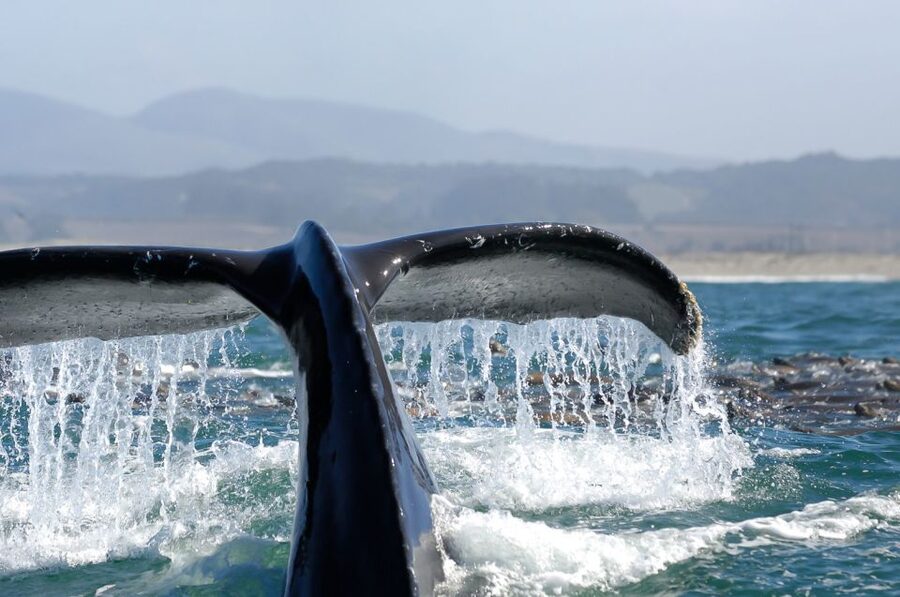 San Diego: Whale Watching Tour - Flagship Cruises & Events - The guides make the waiting worthwhile